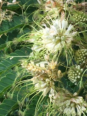 Pseudocreobotra wahlbergi