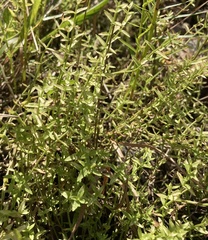 Gratiola brevifolia