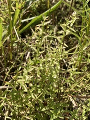 Gratiola brevifolia
