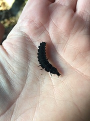 Nyctophila reichii