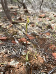 Caladenia toxochila