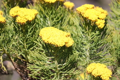 Hymenolepis