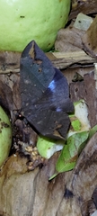 Ischyja manlia