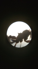 Crematogaster matsumurai