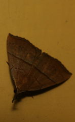 Hypena iconicalis