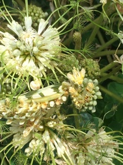 Pseudocreobotra wahlbergi