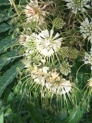 Pseudocreobotra wahlbergi