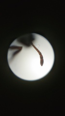 Crematogaster matsumurai