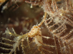 Doto hydrallmaniae