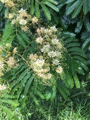 Pseudocreobotra wahlbergi