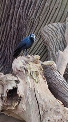 Corvus monedula spermologus