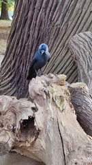 Corvus monedula spermologus