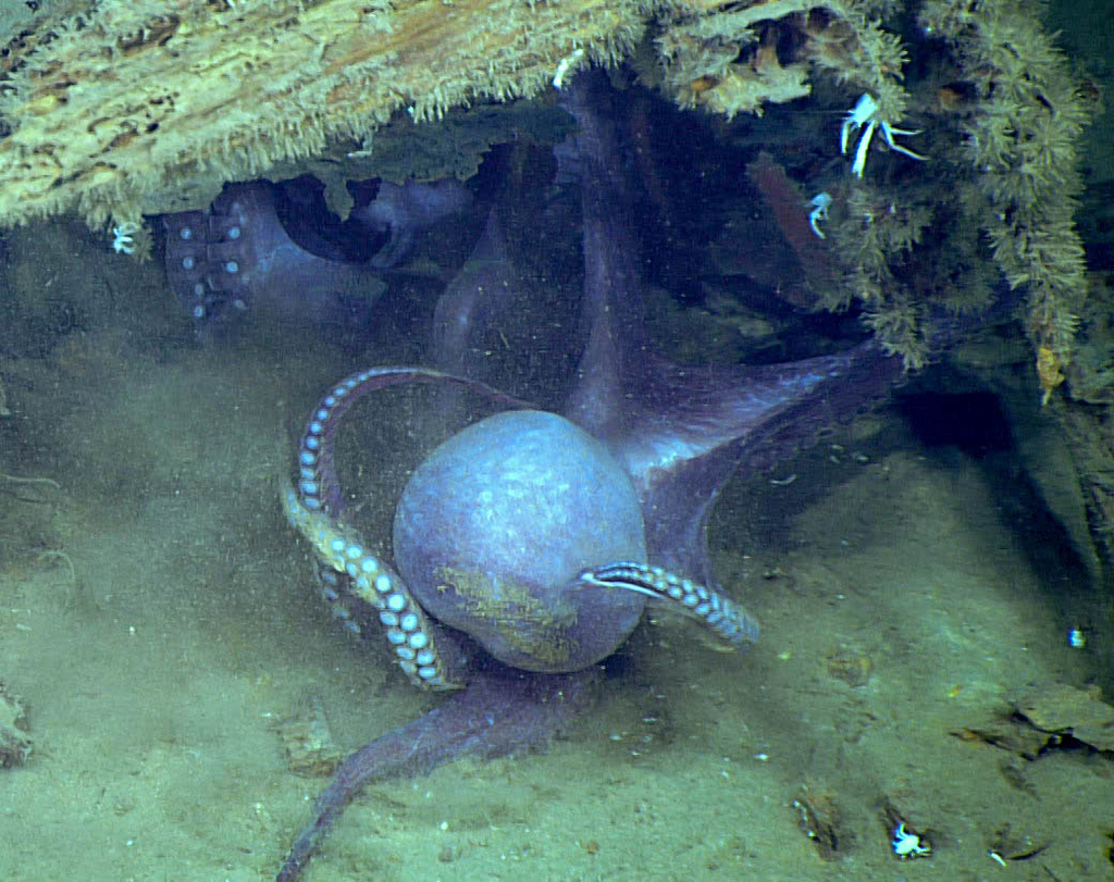 Vulcanoctopus