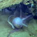 Vulcanoctopus - Photo 
Image courtesy of the NOAA Office of Ocean Exploration and Research., no known copyright restrictions (public domain)