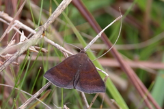 Argyrostrotis deleta