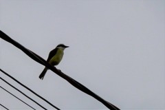 Pitangus sulphuratus