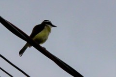 Pitangus sulphuratus