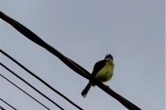 Pitangus sulphuratus