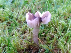 Dermoloma cuneifolium