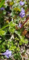 Glechoma hederacea