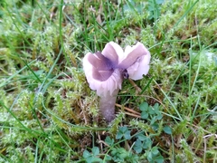 Dermoloma cuneifolium