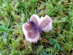 Dermoloma cuneifolium