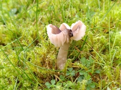 Dermoloma cuneifolium