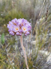 Dilatris pillansii
