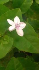 Pseuderanthemum carruthersii