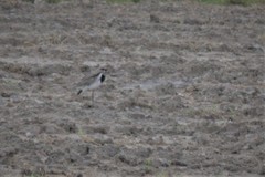 Vanellus chilensis