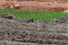 Vanellus chilensis