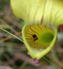 Exyra semicrocea