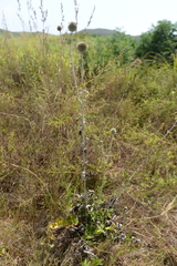 Echinops grijsii