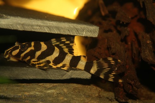 Peckoltia compta (L134) photo