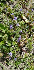 Glechoma hederacea
