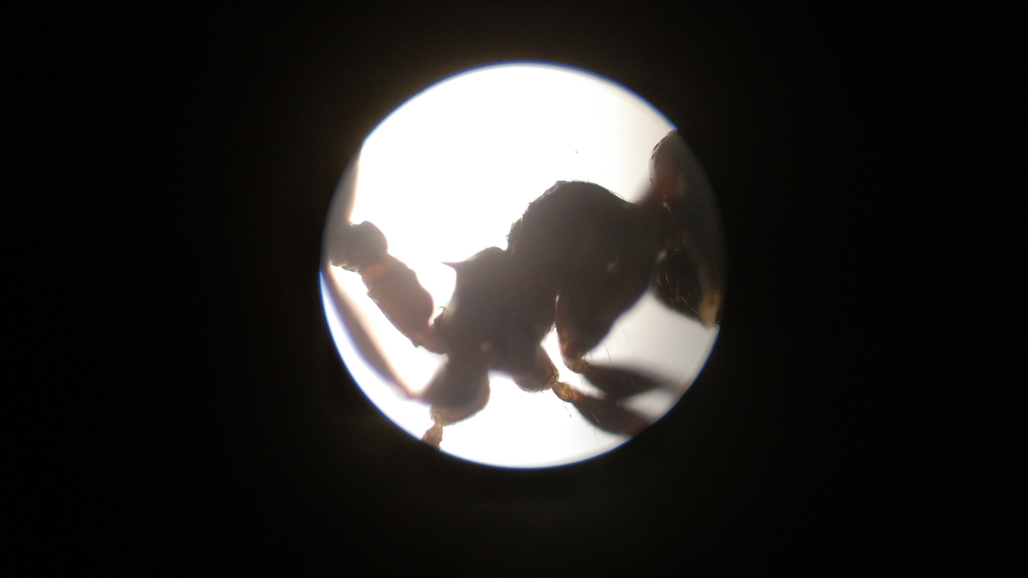 Crematogaster treubi