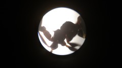 Crematogaster treubi
