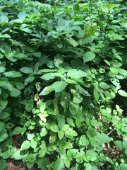 Isoglossa woodii