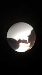 Crematogaster treubi