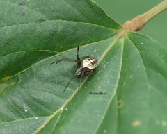 Neoscona molemensis
