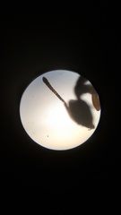 Ochetellus glaber