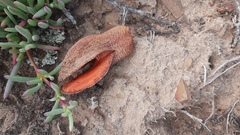 Hydnora africana