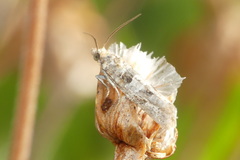 Lobesia littoralis