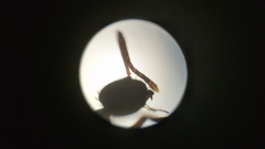 Nylanderia bourbonica