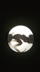 Nylanderia bourbonica