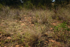 Aristida chinensis