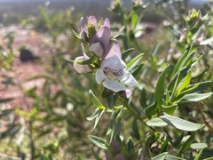 Prostanthera striatiflora