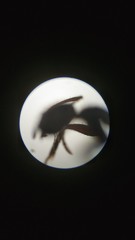 Nylanderia bourbonica
