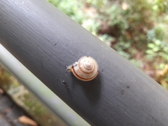 Elaphroconcha javacensis