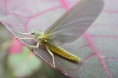 Ephemerella invaria